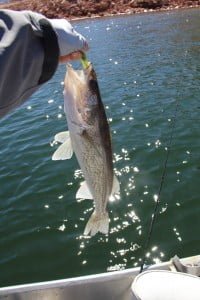 walleyecatch