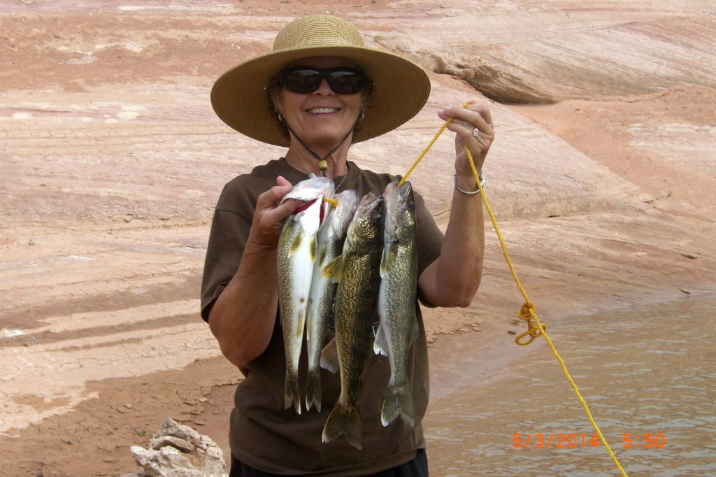 Lake Powell Fishing Report by Wayne Gustaveson 51314 Ambassador