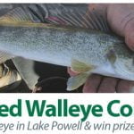 Tagged Walleye contest at Lake Powell Arizona