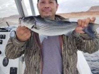 Man holds up a striped bass that he caught. Taken on Lake Powell, Arizona, with guide Captain Bill McBurney.