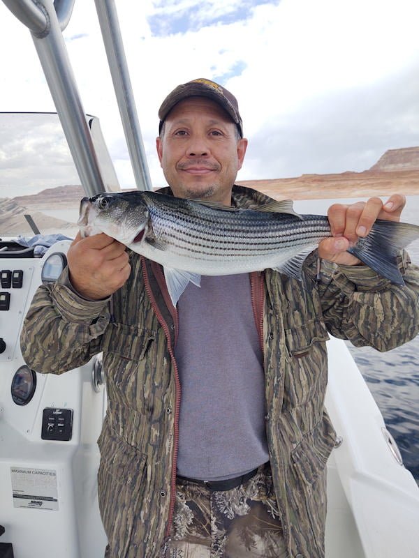 Man holds up a striped bass that he caught. Taken on Lake Powell, Arizona, with guide Captain Bill McBurney.