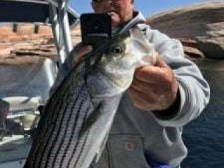 Captain Bill takes a photo of guest&#039;s fish she landed.- Man holding up a Striper while photographing it with his phone camera.