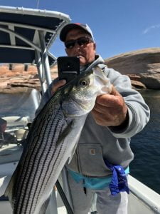 Captain Bill takes a photo of guest's fish she landed.- Man holding up a Striper while photographing it with his phone camera.