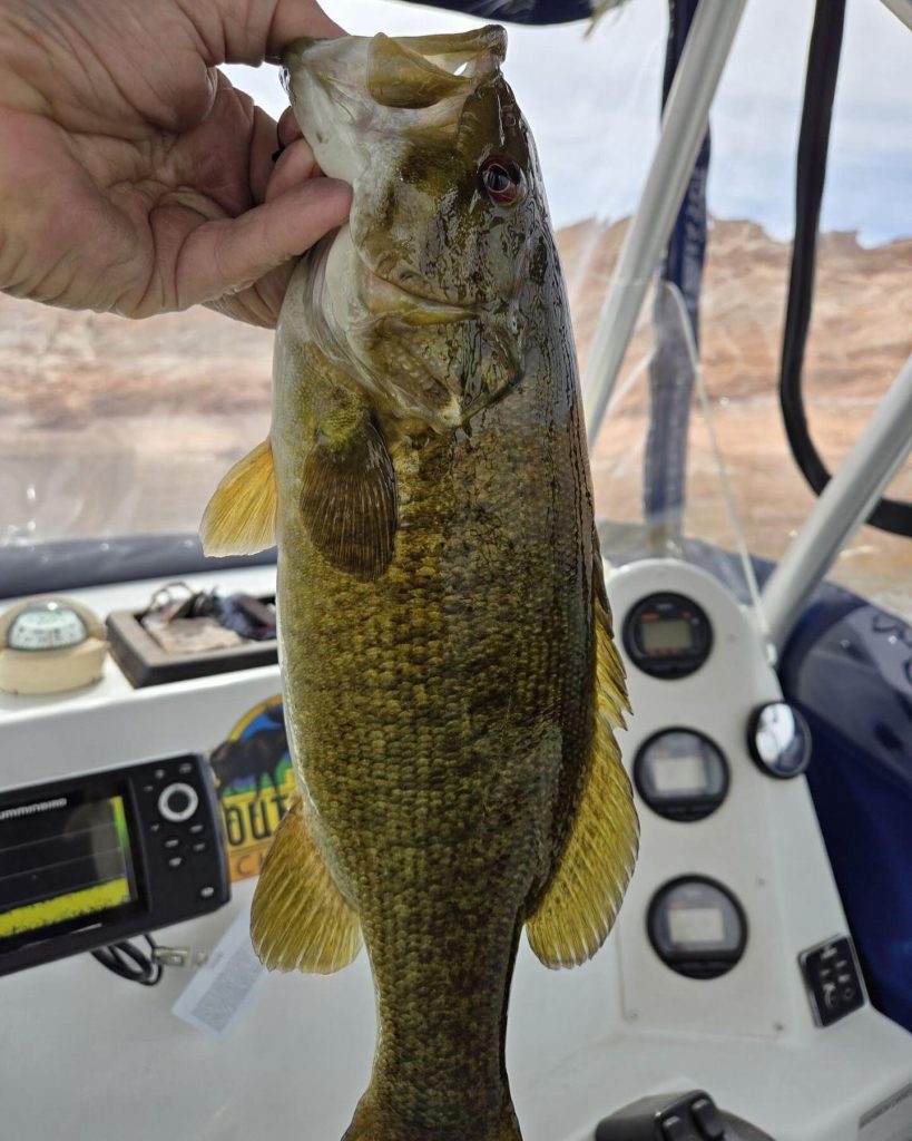 Spring amalie time with Ambassador Guides & Outfitters #lakepowell #fishing🎣 #azfishing #anglerapproved